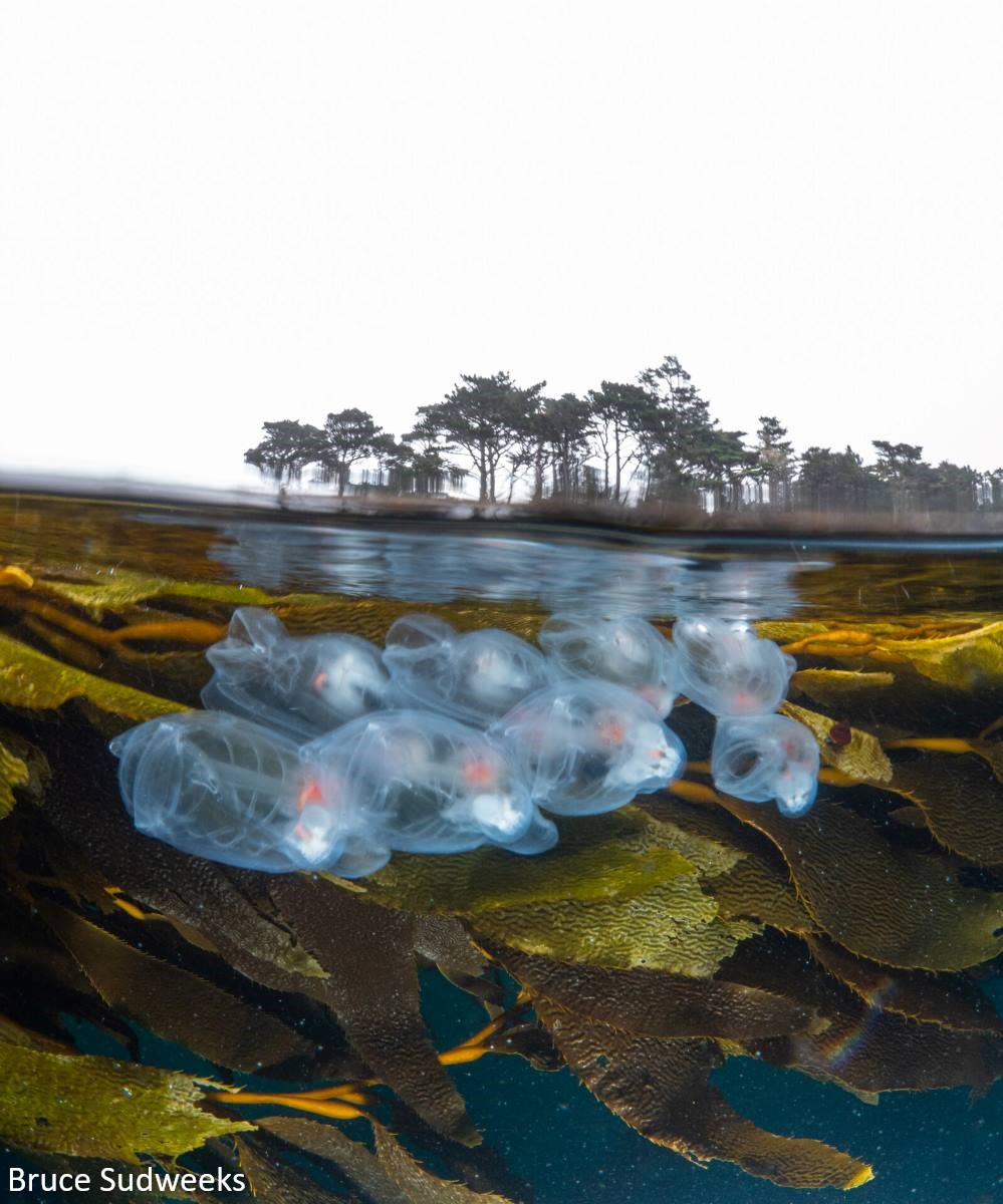 Photo is half above water and half below. Above water a grove of Monterey pines can be seen against a gray sky, while below water a group of transparent salps float among kelp fronds.